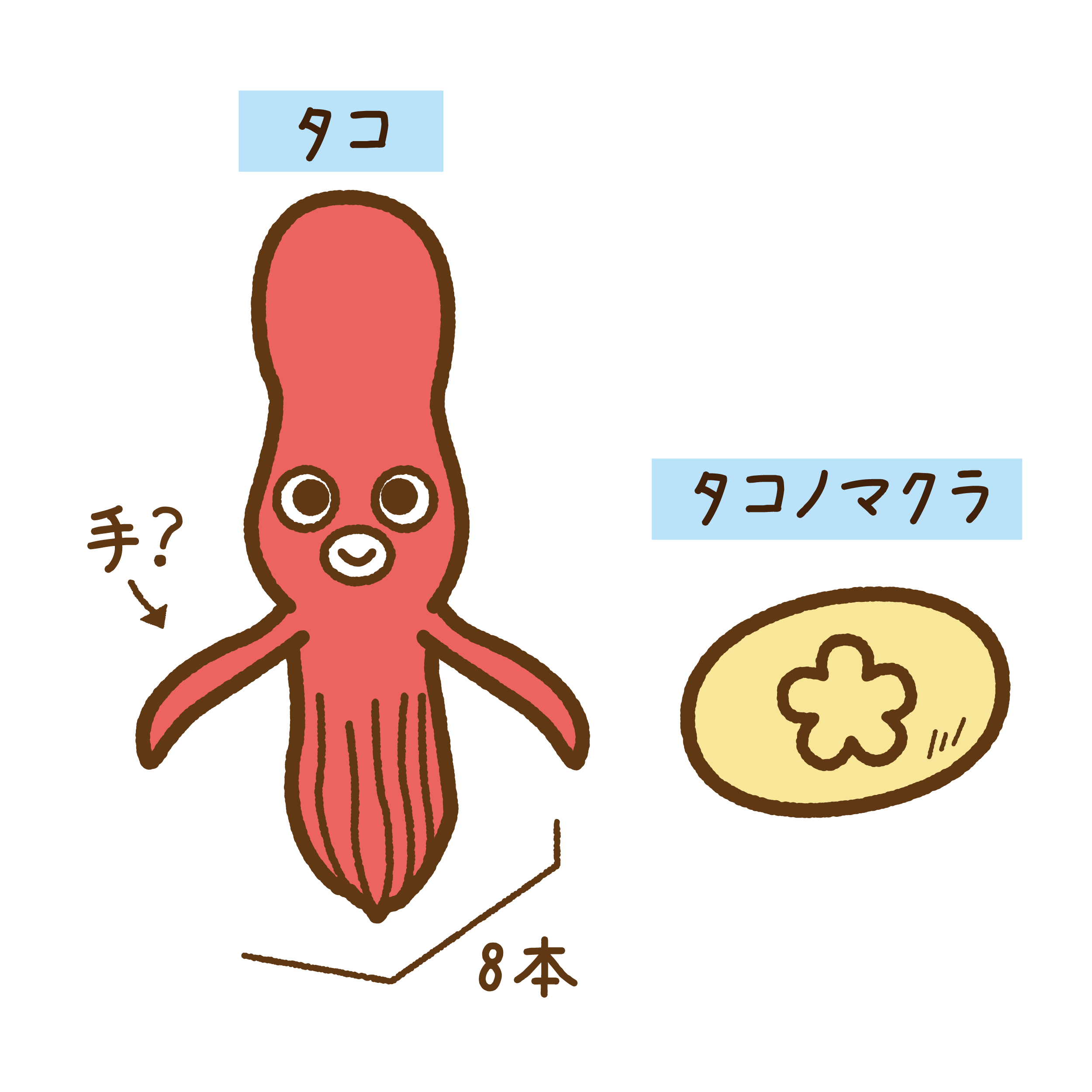 タコノマクラ