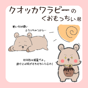 クオッカワラビーのくおもっちぃ君