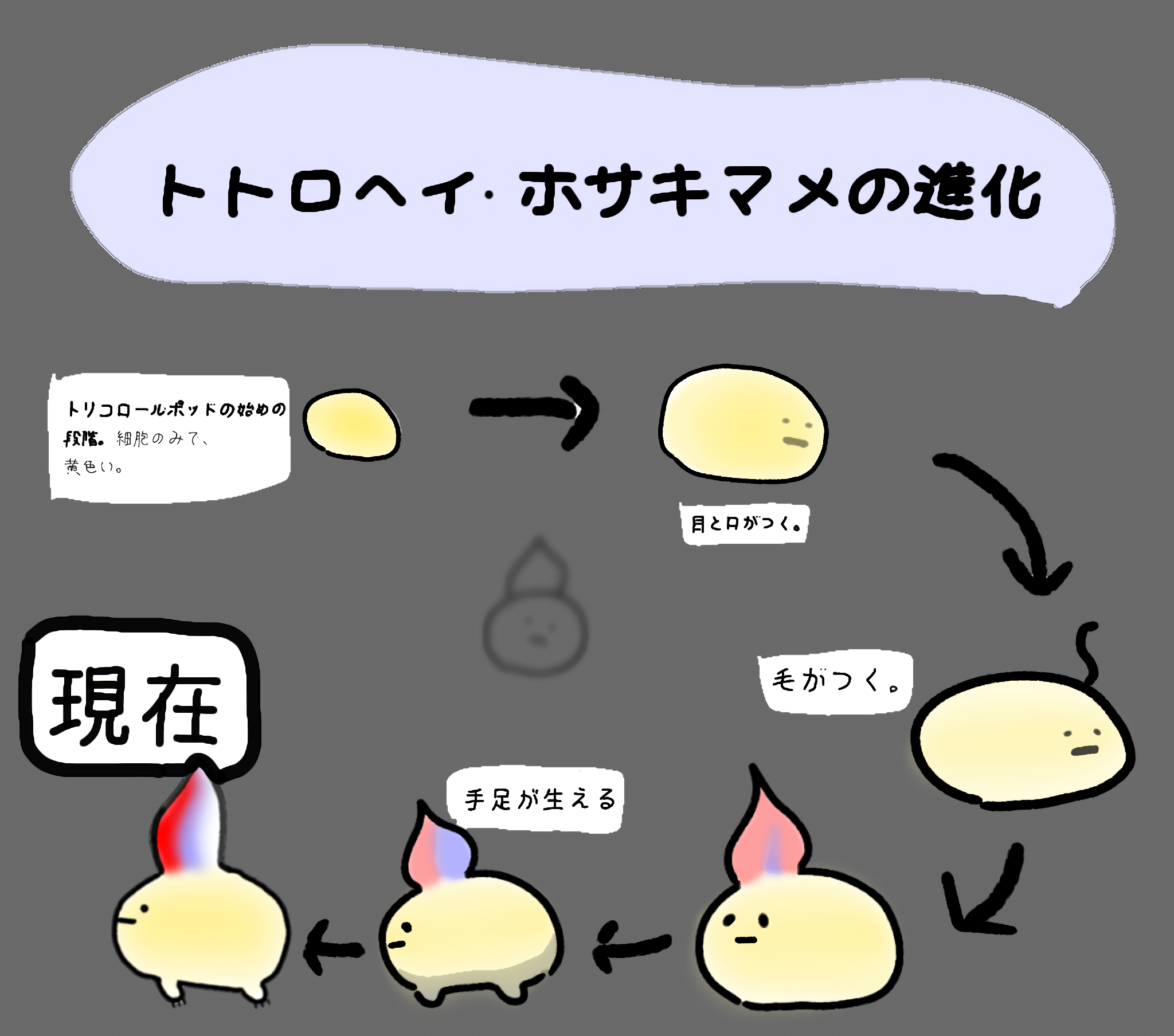 トトロヘィ・ホサキマメ