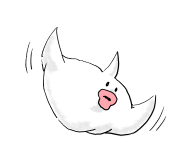 白いオカメインコ アルシンド