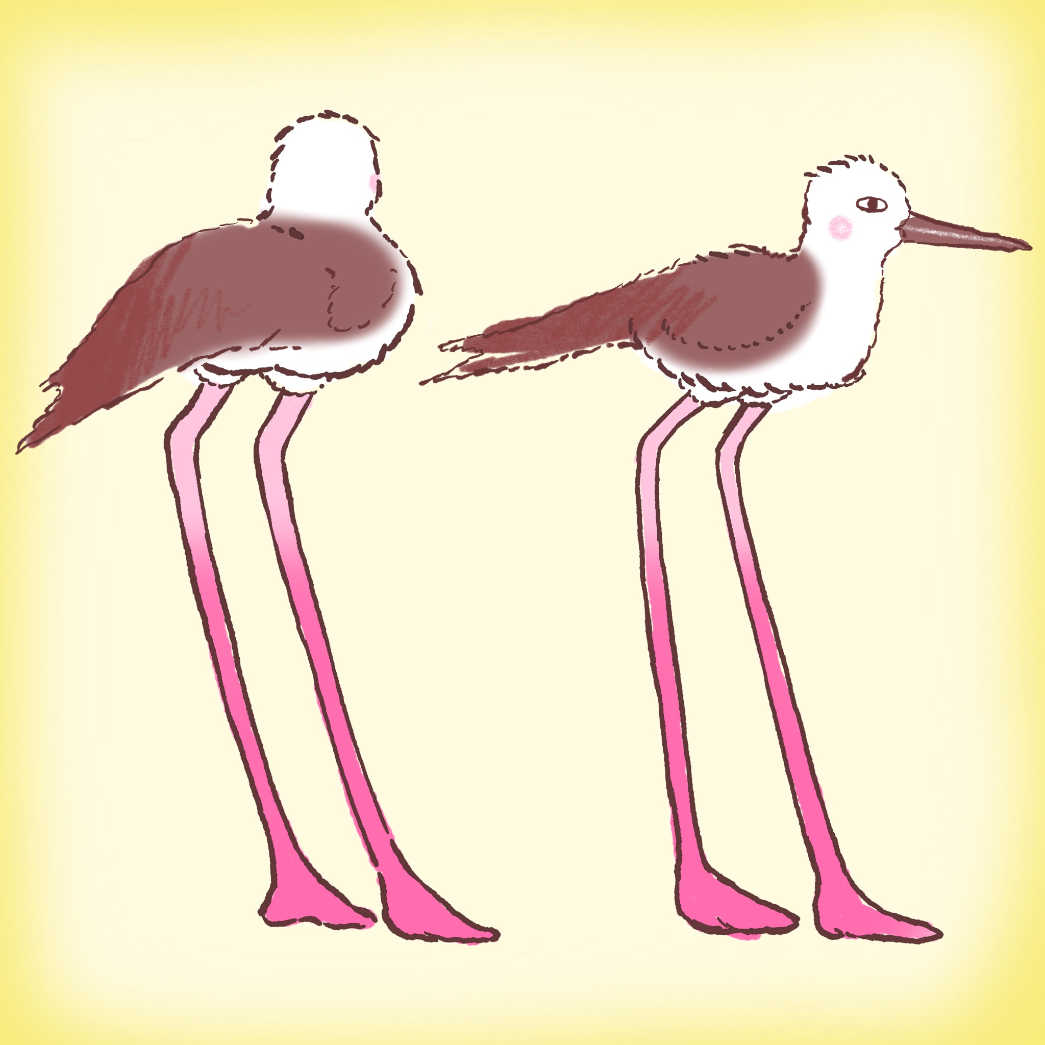 セイタカシギさん