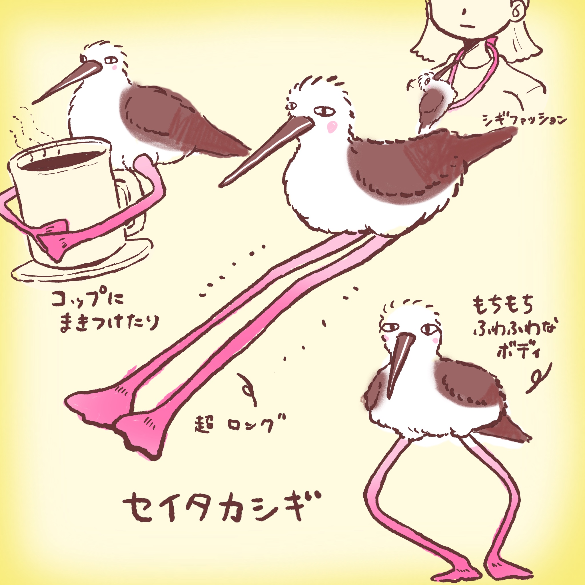 セイタカシギさん