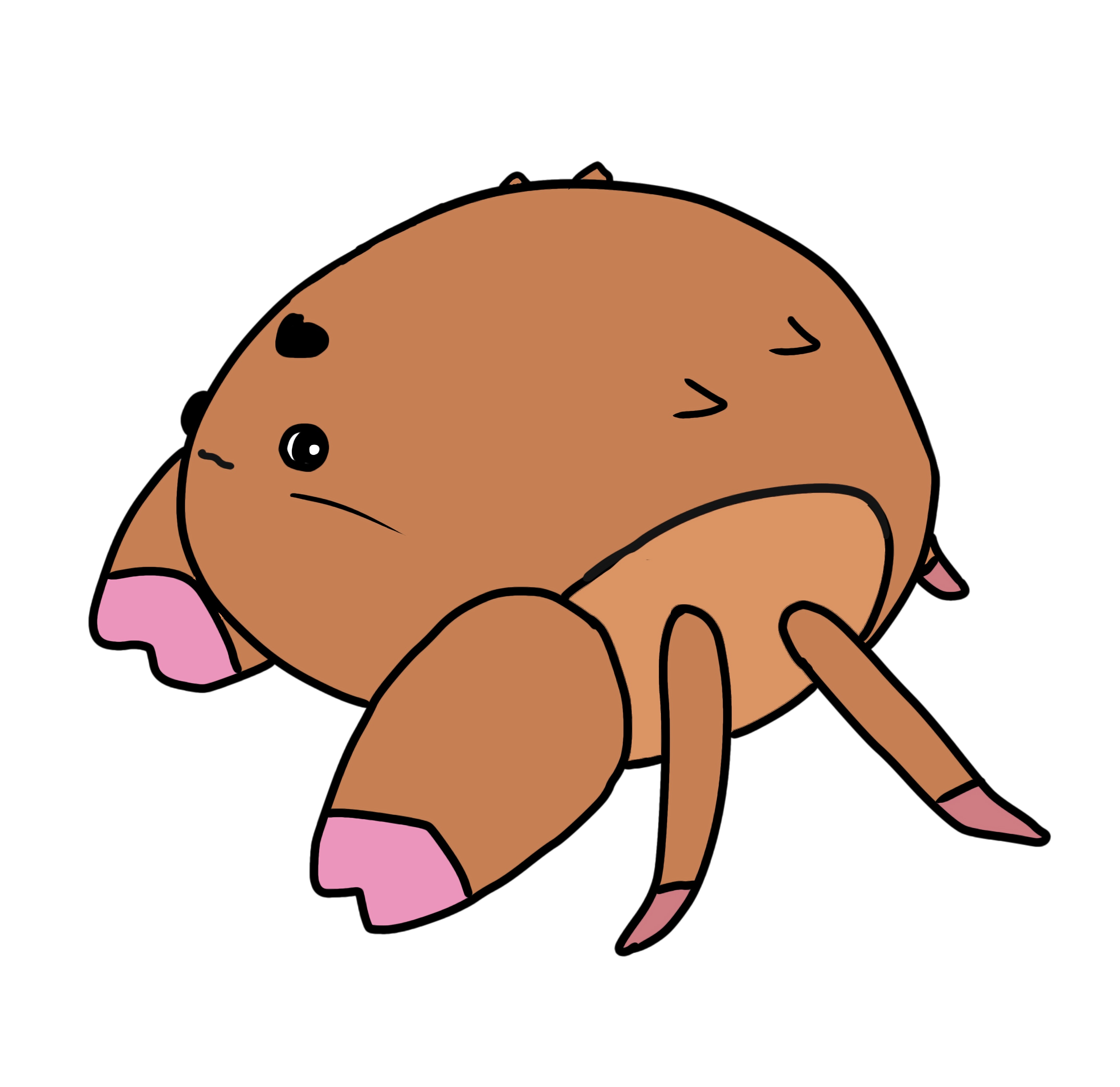 何でも被るカイカムリさん。