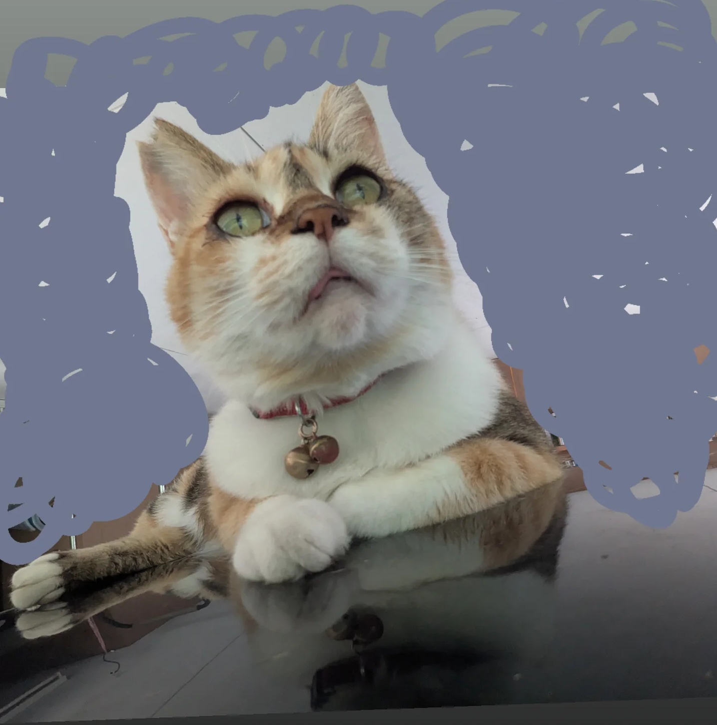 にゃあ🐱